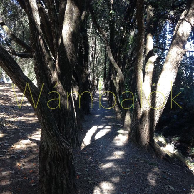 whatsapp-image-2017-01-24-at-12-08-23-pm